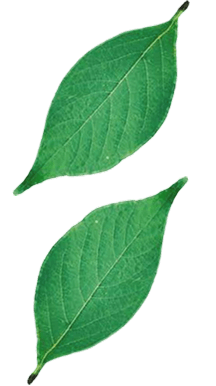 Background Left